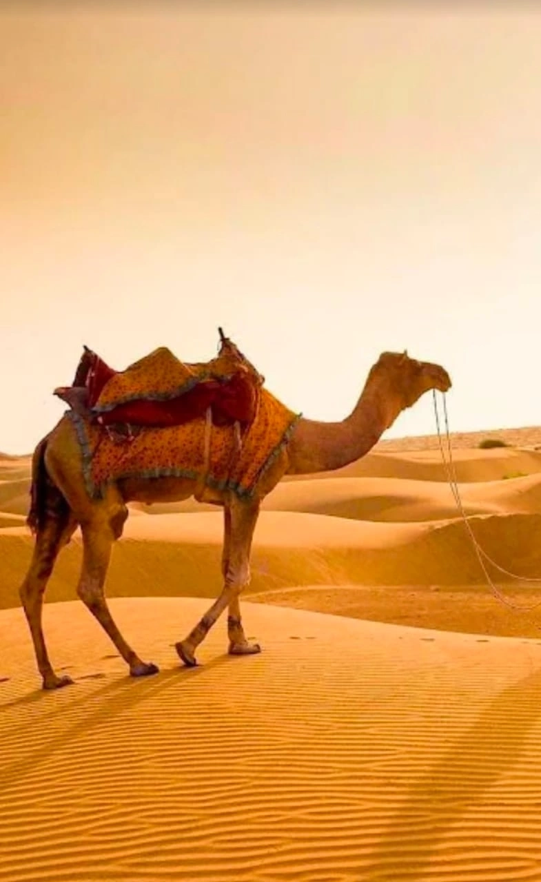 A saddled camel walking across golden dunes